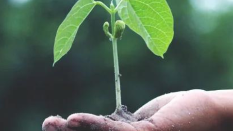 Hand holding a seedling